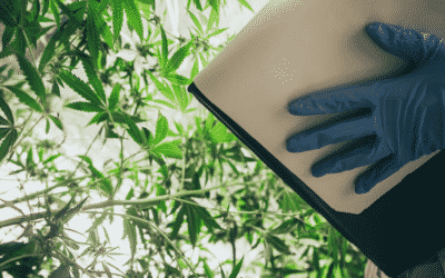 How to Create a Cannabis Extraction Business Plan
