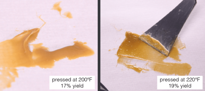 solventless shatter and rosin