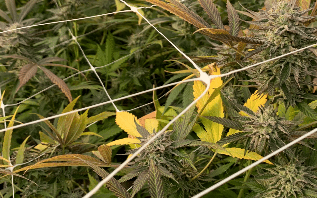 Cannabis Flower in a Greenhouse Grow