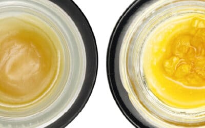 Solvent-Free vs. Solventless Extracts